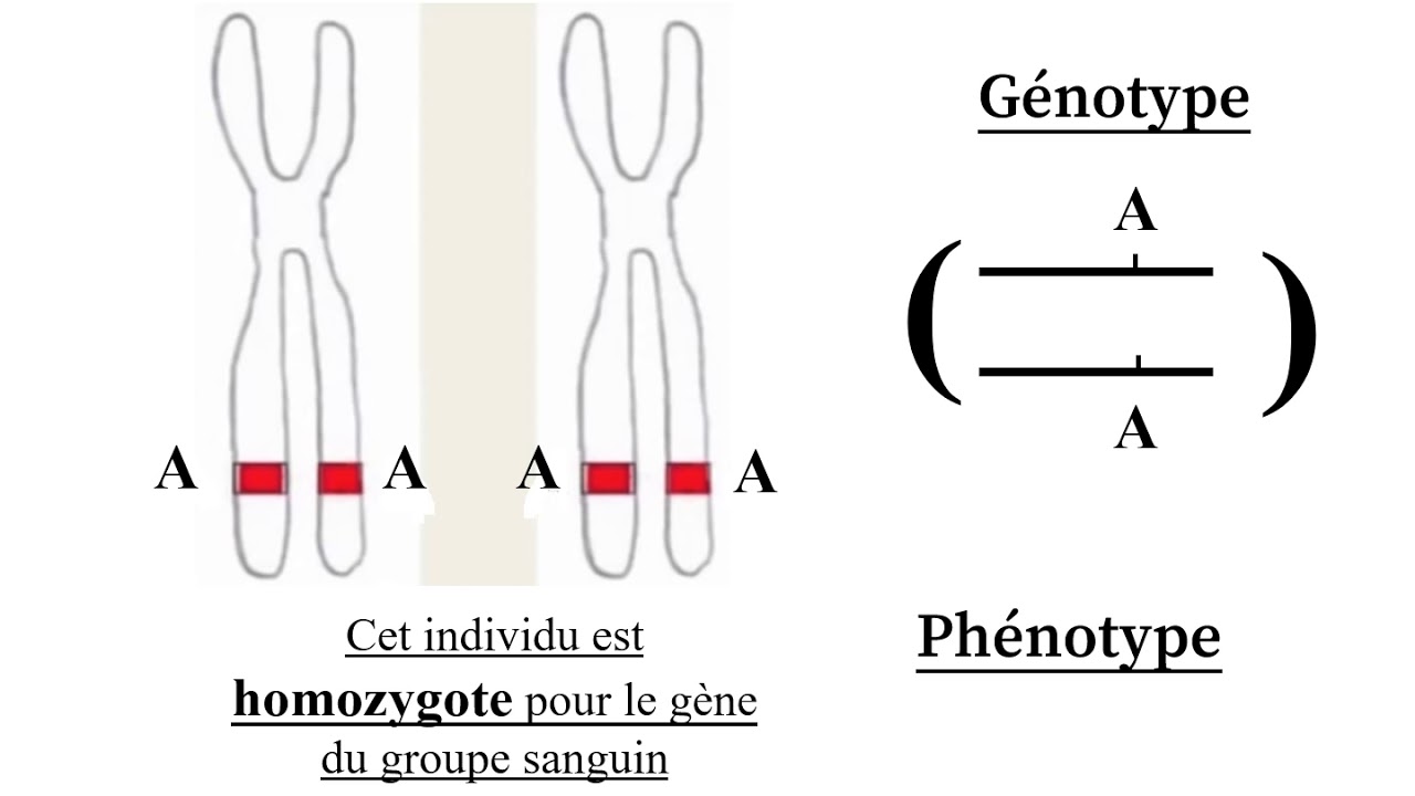 VOCABULAIRE DE GENETIQUE