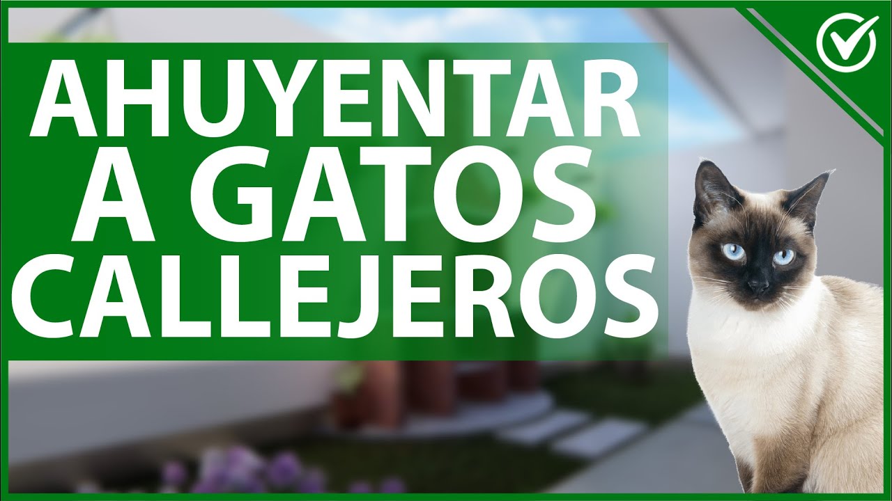 🐱 Cómo Ahuyentar a los Gatos Callejeros de mi Casa y Jardín - Guía de Repelentes 🐱