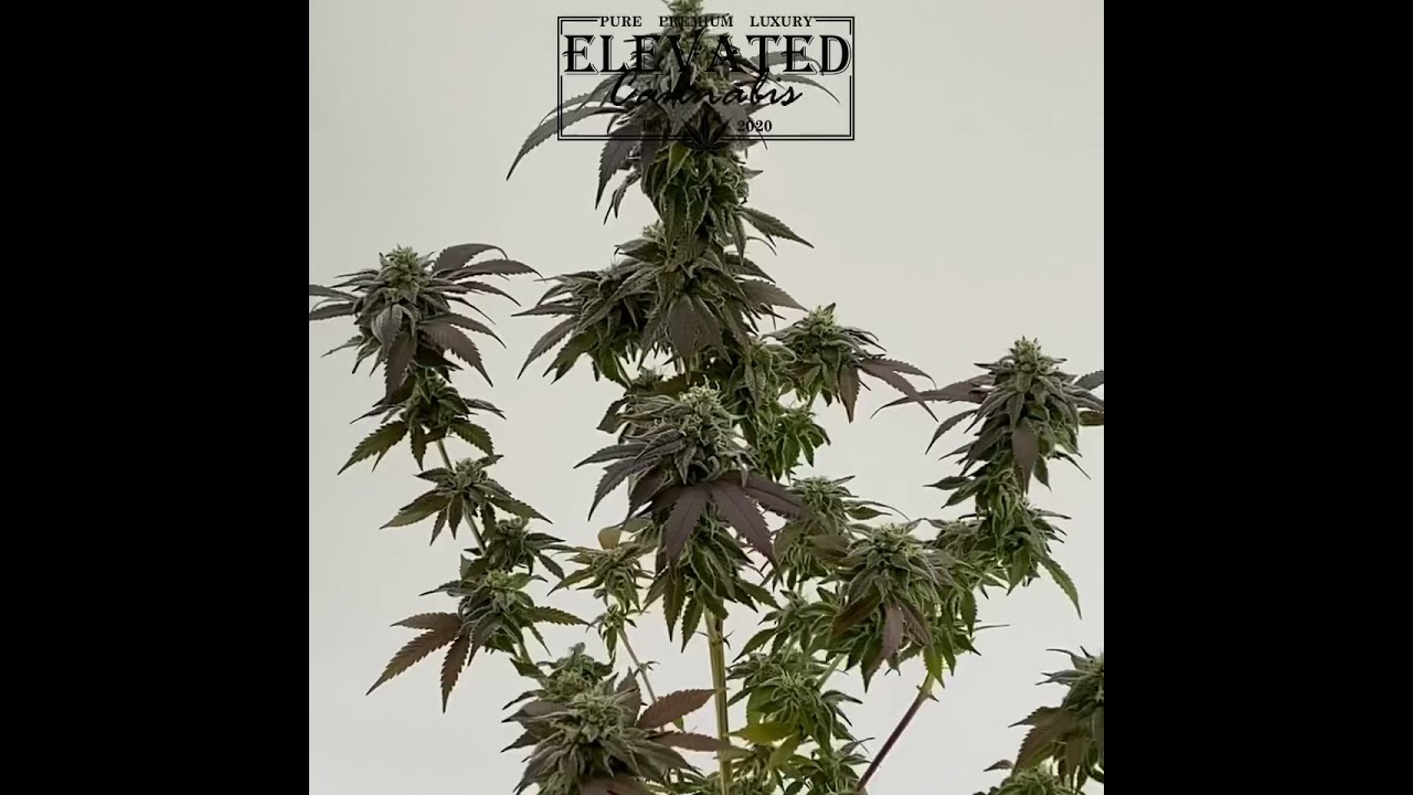 Do-Si-Dos Pre-Harvest