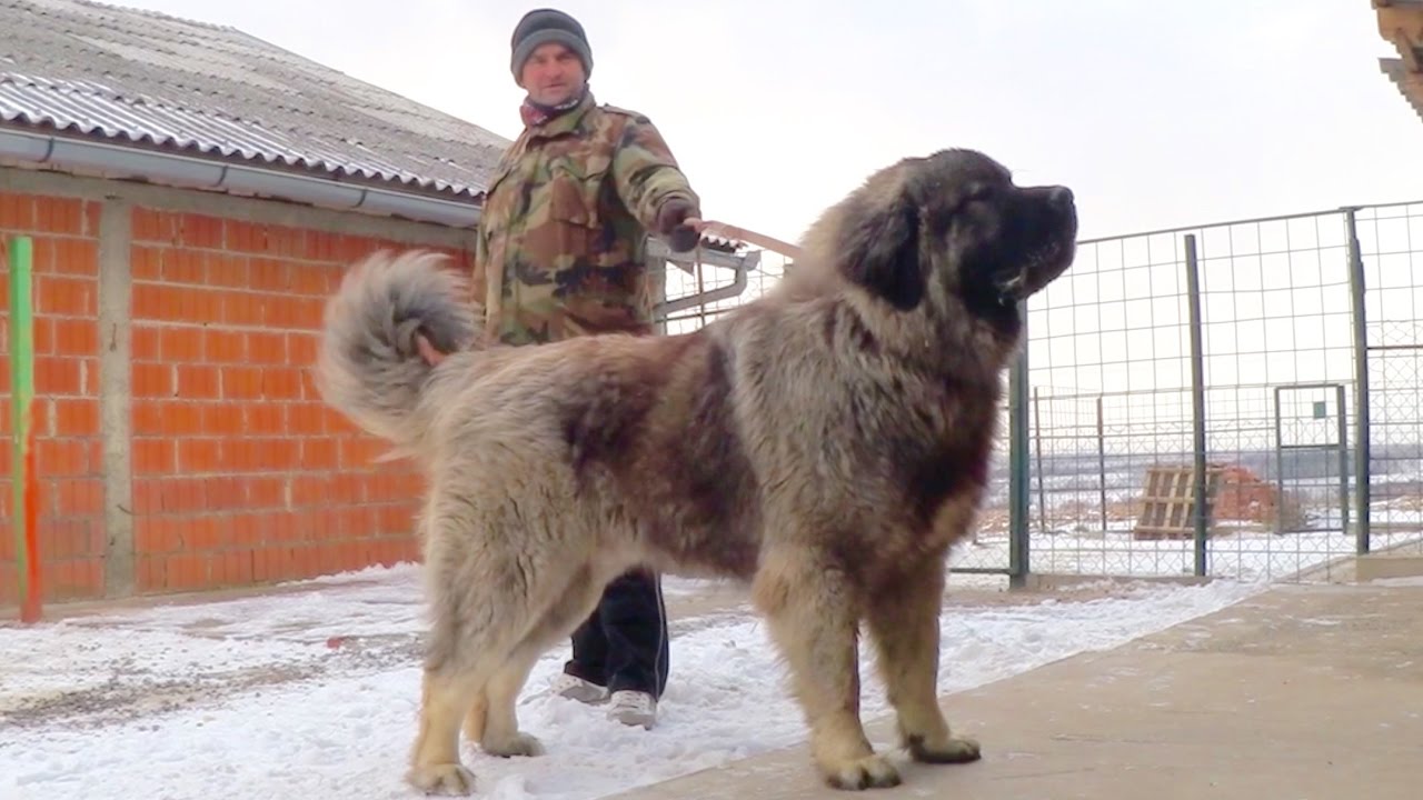 GRIZLI - 2 -  15 months old . CAUCASIAN SHEPHERD