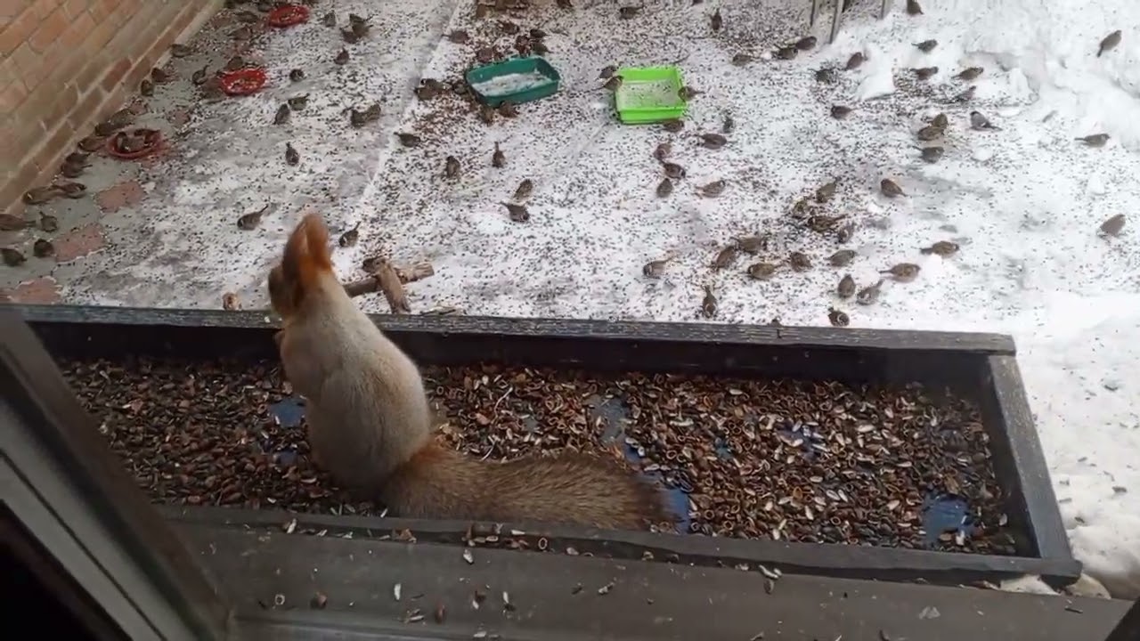 Про белок и про осиновую кору.Карта на корм зверятам 2202 2062 6013 7323