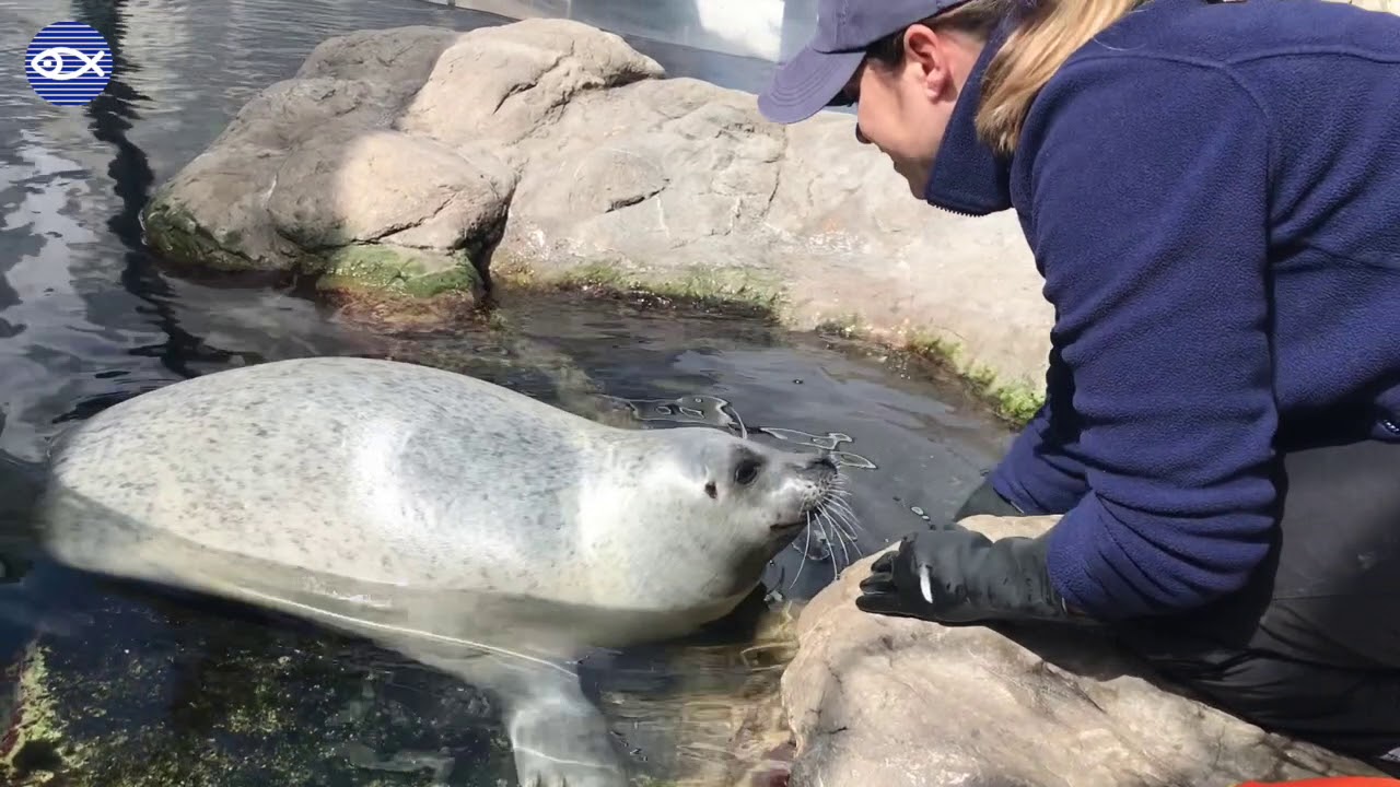 Virtual Visit: Nail Trimming w/ Harbor Seal Amelia!