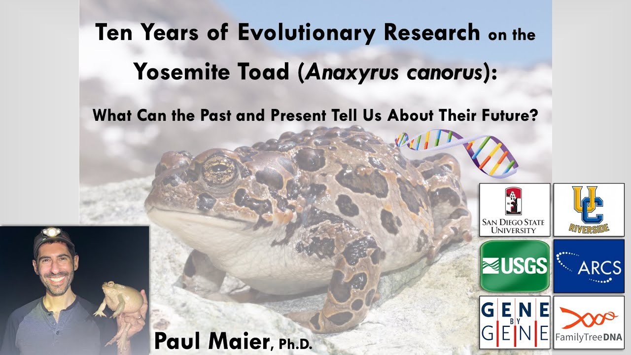 Yosemite Toads (Anaxyrus canorus) with Paul Maier