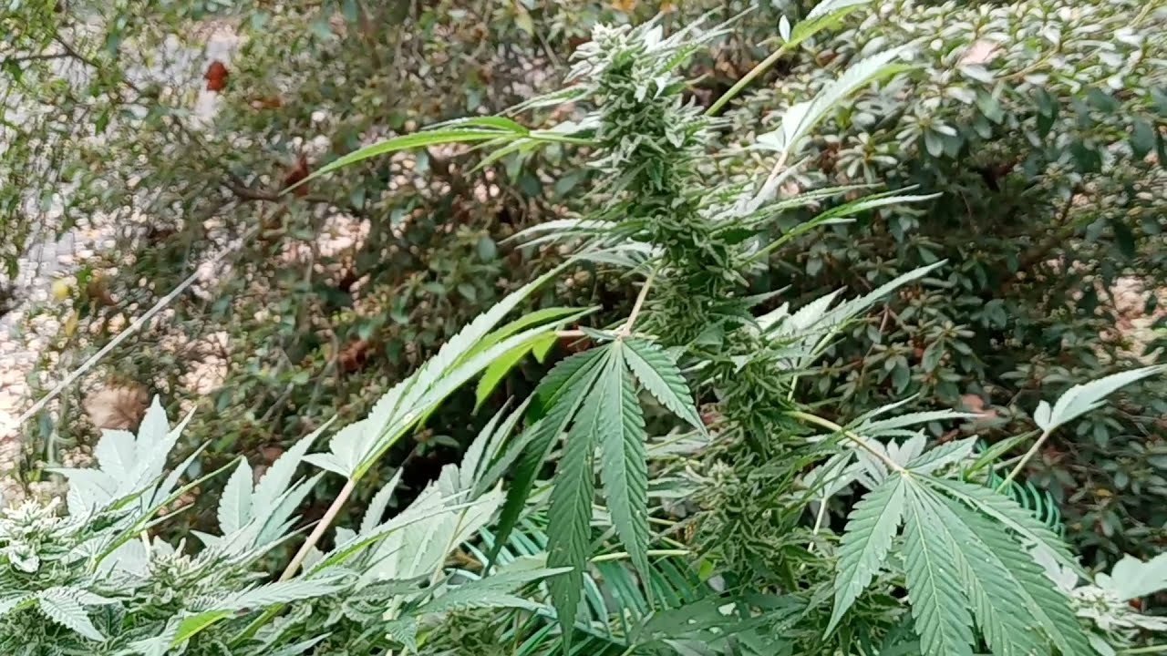 Wedding Poop from Thugpug Genetics - My first outdoor grow with Dutchman420