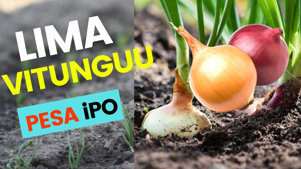 Fahamu KILIMO cha VITUNGUU kwa undani |  PESA ipo katika KILIMO Hichi
