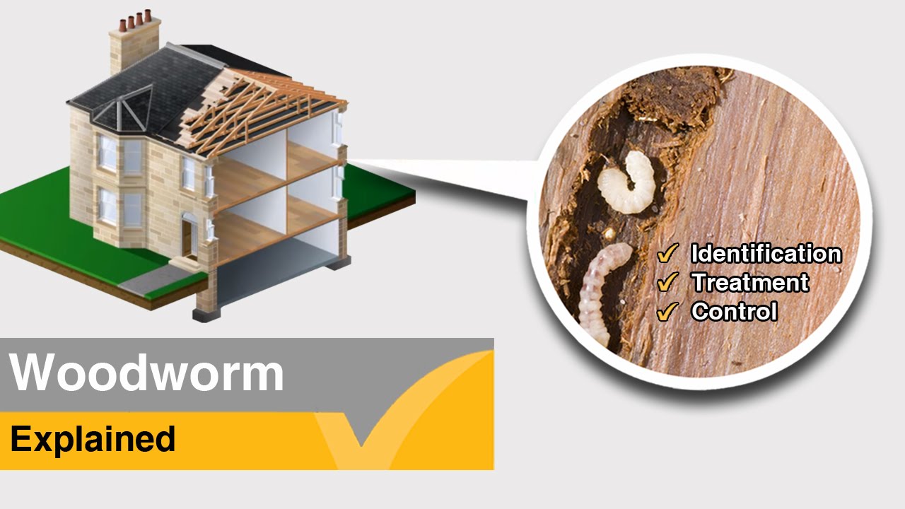 Woodworm Treatment Explained - Expert Help and Advice