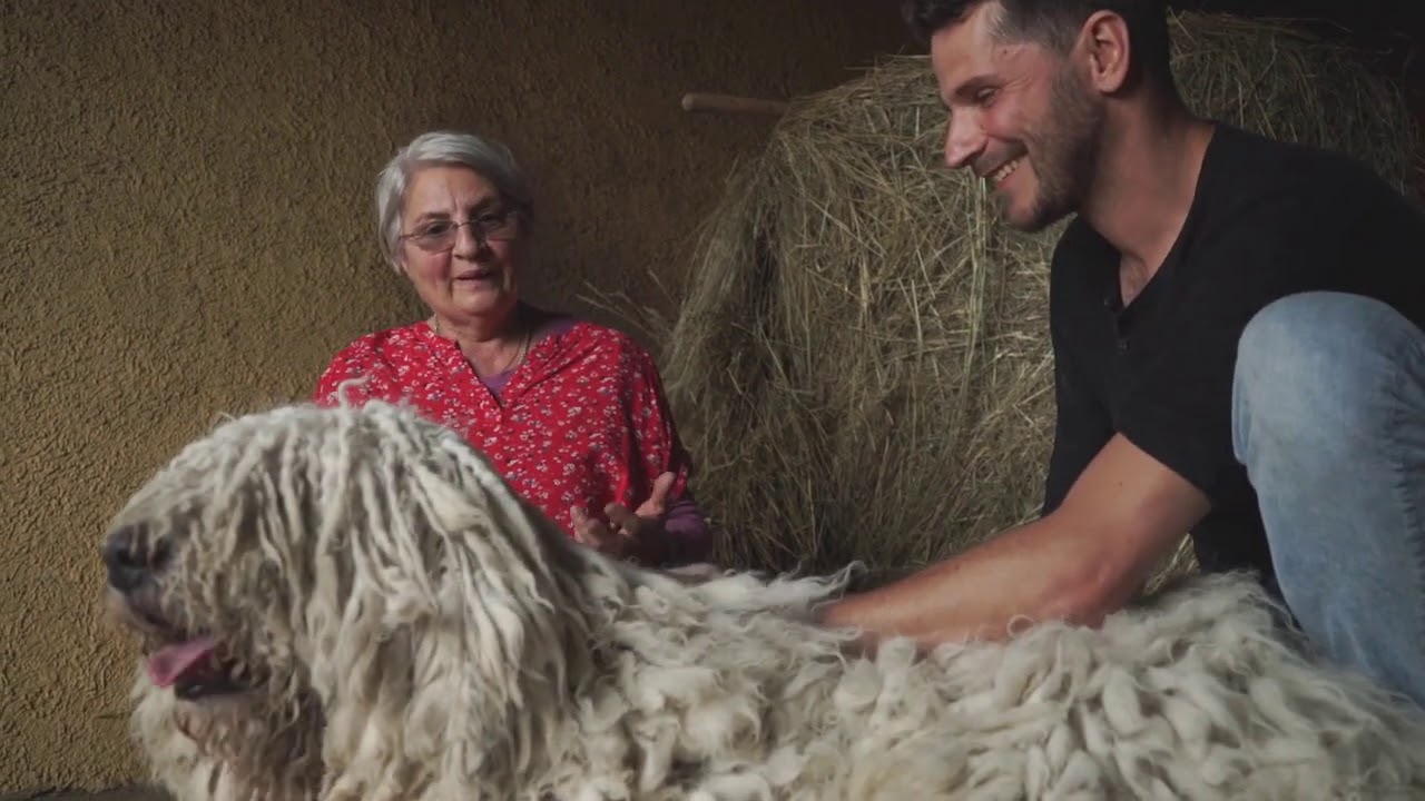 Kétéves komondor szőrének ápolása