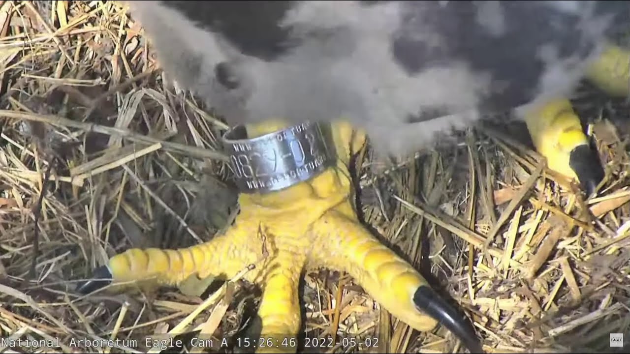 AEF NADC Eagle Cam:  Banding Day for DC9