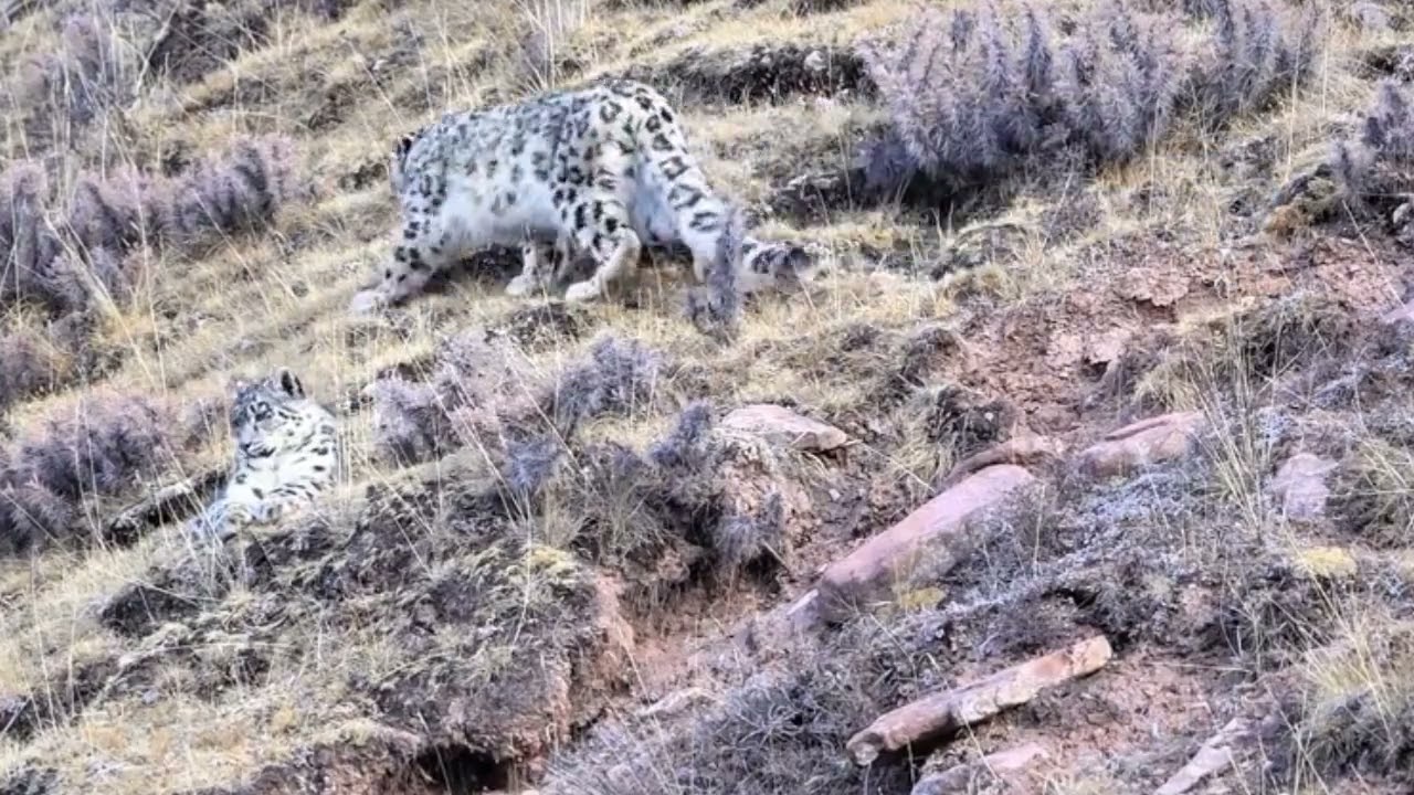 Life in the Mountains | Snow Leopard in Search of Markhor
