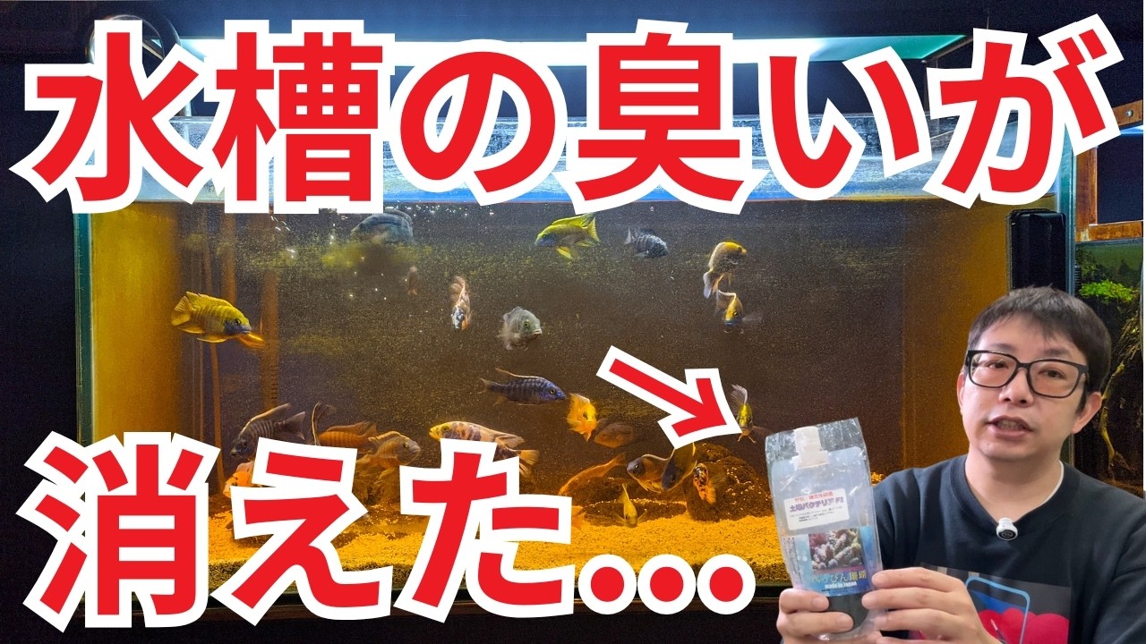 活性炭を入れても消せなかった臭い水槽、これ入れたら消えました
