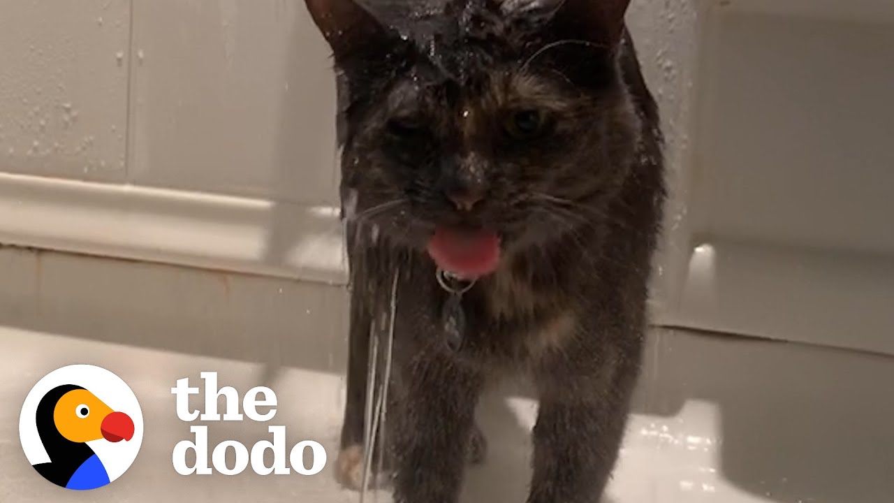 Любимое занятие этого кота — принимать душ с мамой | The Dodo Cat Crazy