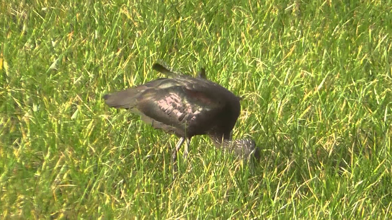 Glossy Ibis. Long Rock, Marazion, Cornwall. 05 02 2015