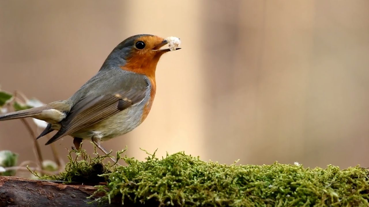 Beautiful Robin Birds Everywhere and relaxing Music