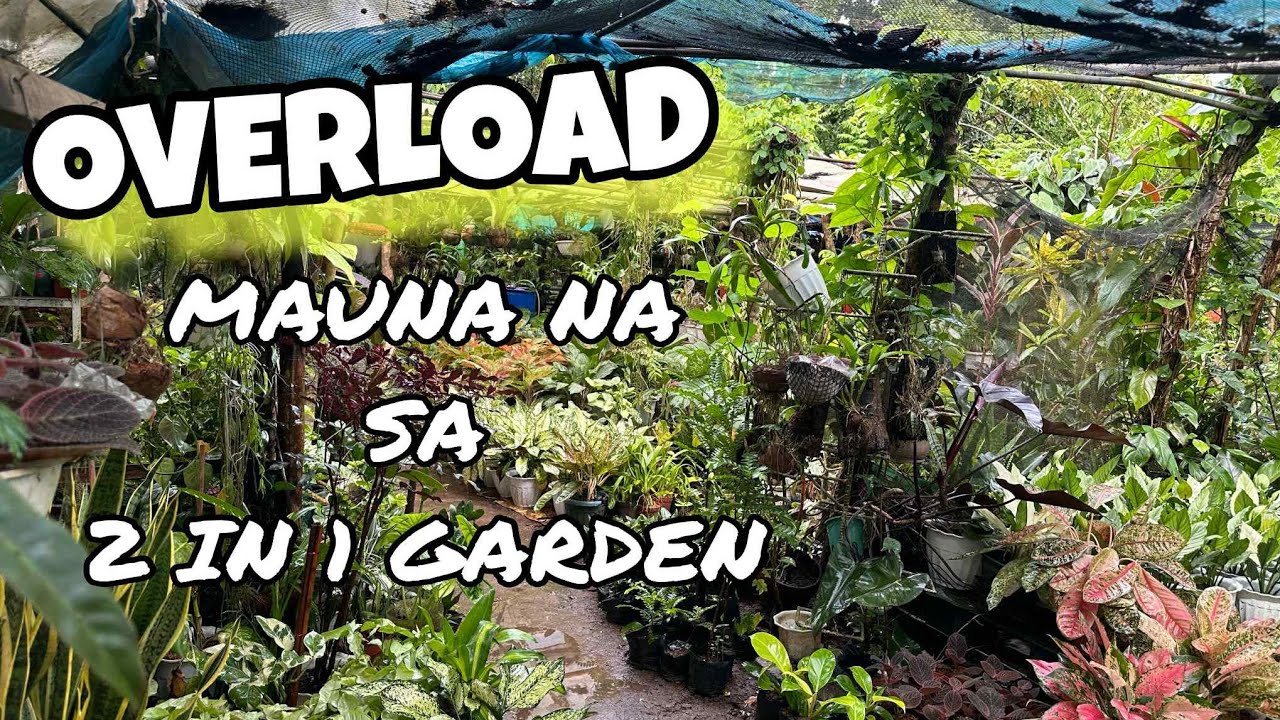 OVER DAMING MURA 2 IN1 GARDEN😲 #garden #plants #silangcavite #everyone #gardening 