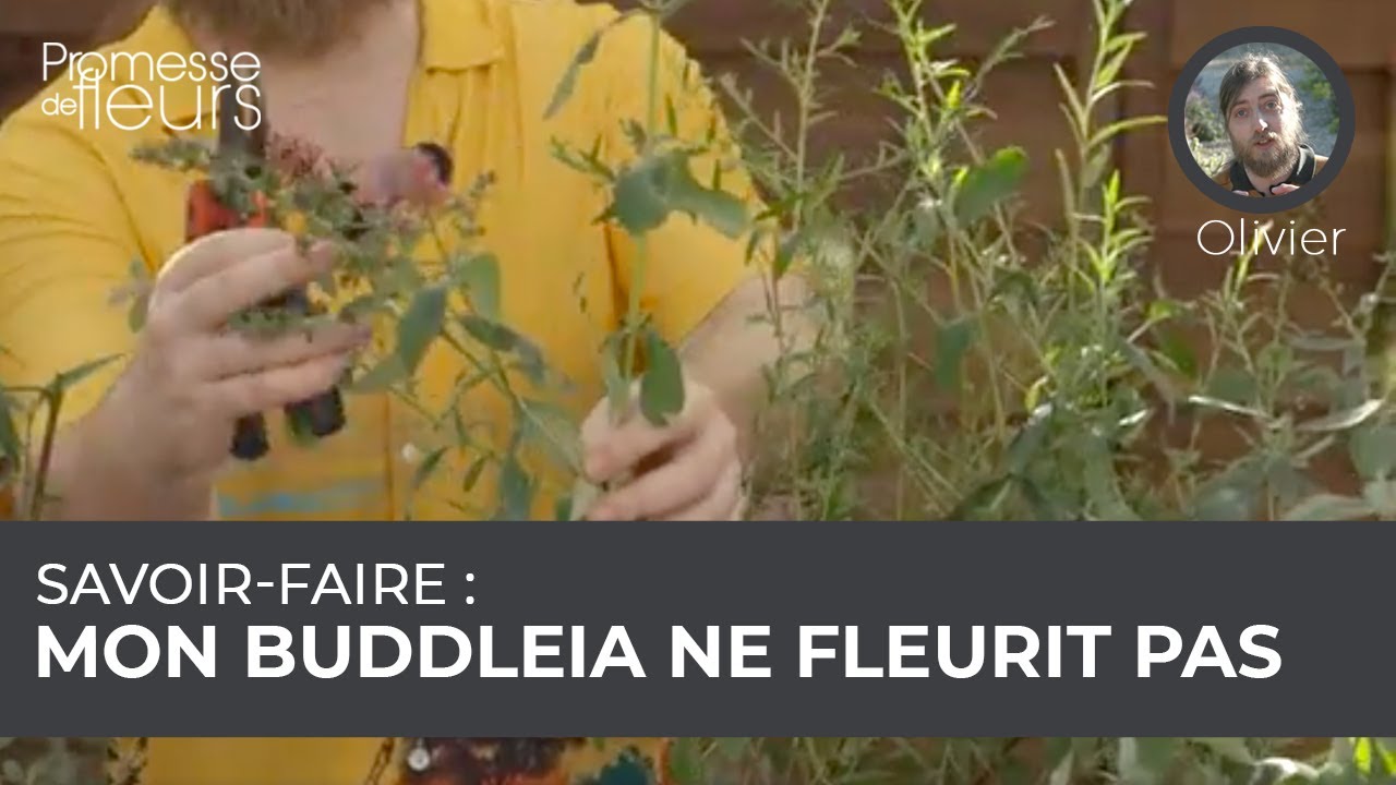 Savoir-faire : Les Buddleias