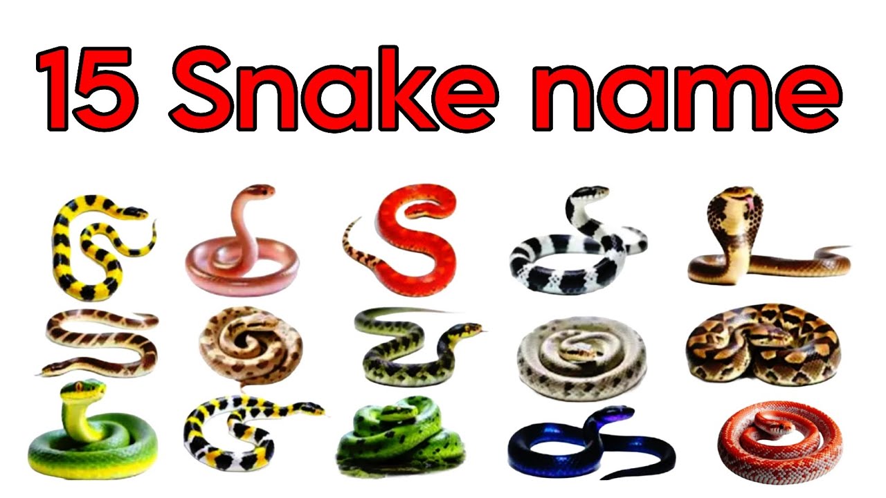 20 सांपों के नाम Learn Snakes Names in English | Wildlife Educational Video