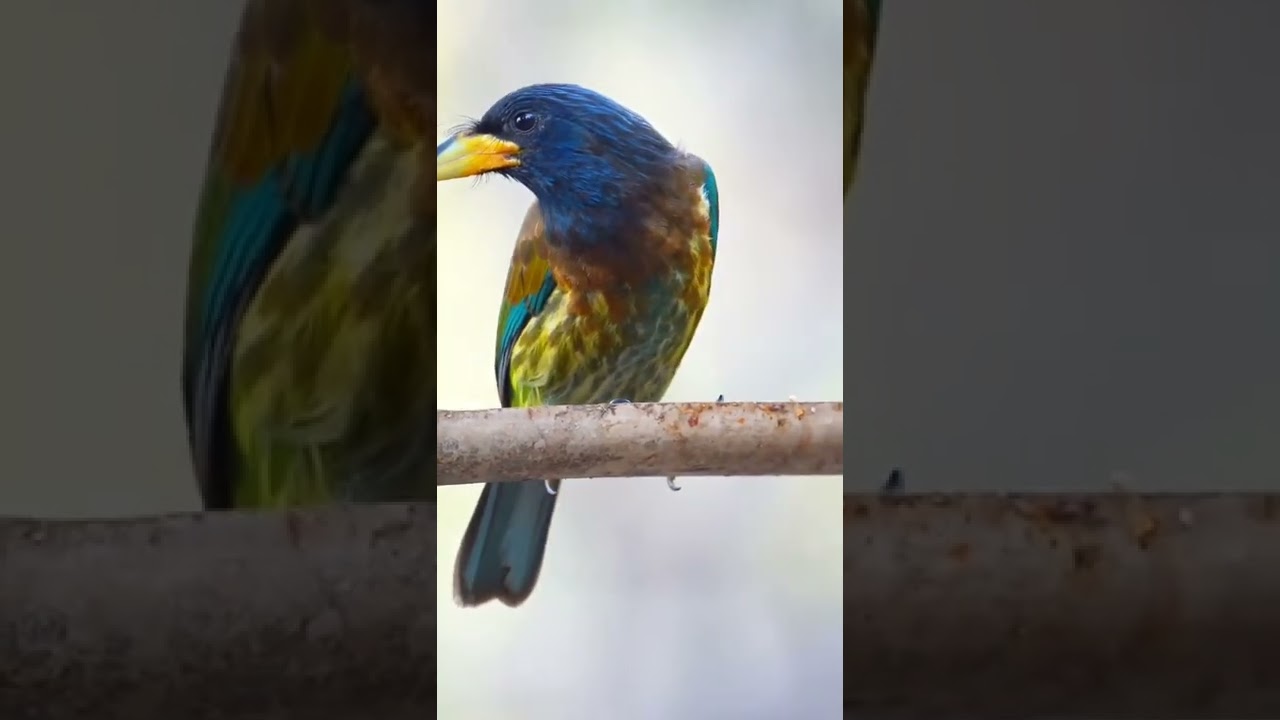 Great Barbet