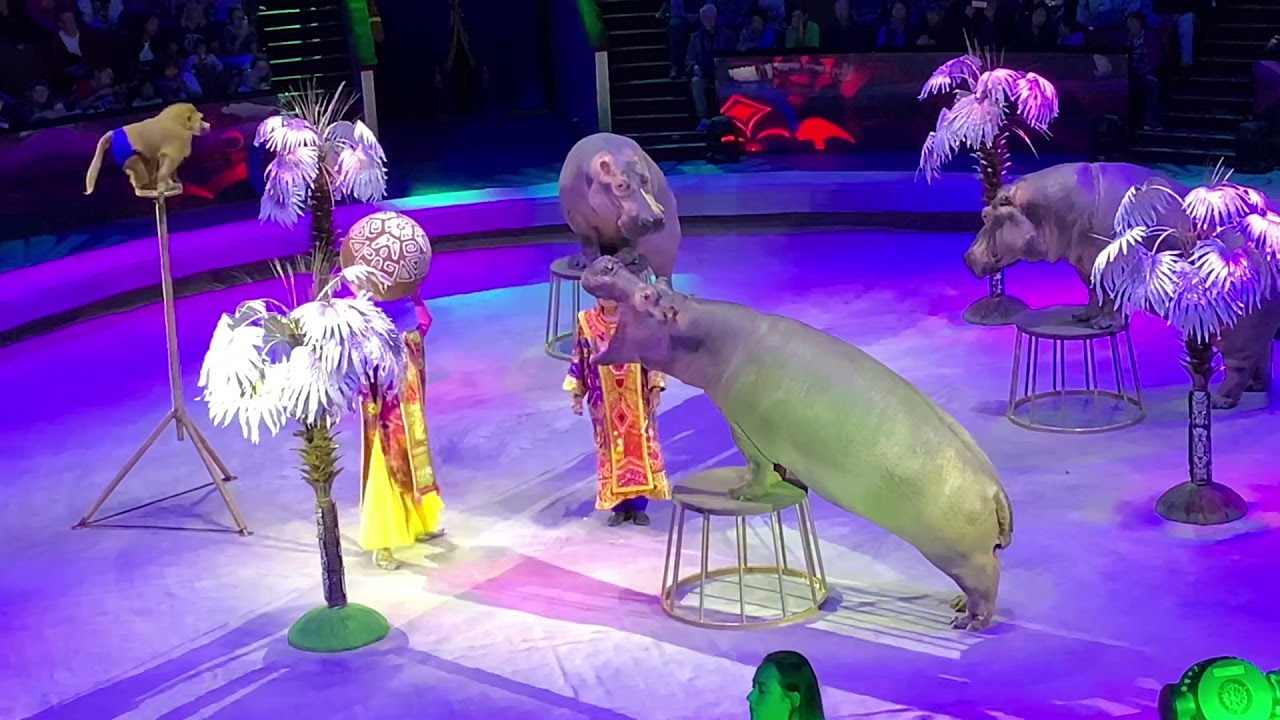 Best Russian Moscow state circus some of the best acts hippopotamus, puma and the man himself