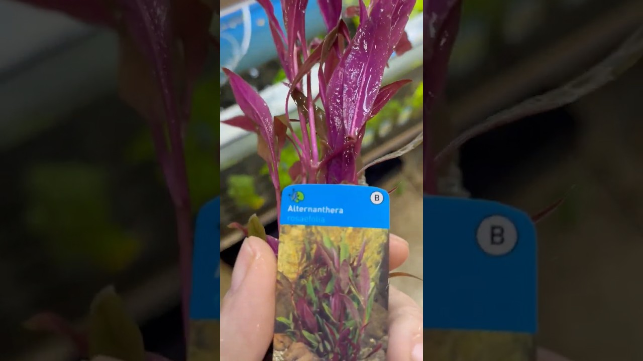 Alternanthera Rosaefolia - Aquariumplantenshop