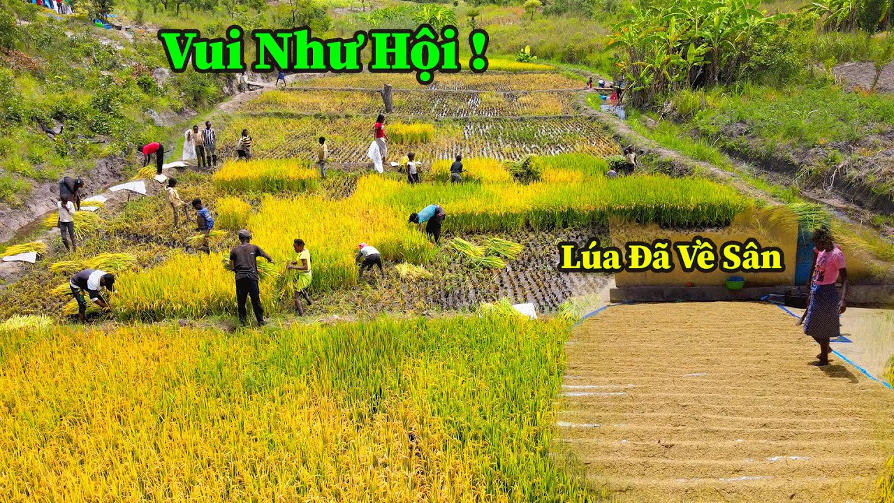 Quang Dũng || Ước Mơ Tuần Nào Cũng Được Ăn Cơm Dần Đã Thành Hiện Thực
