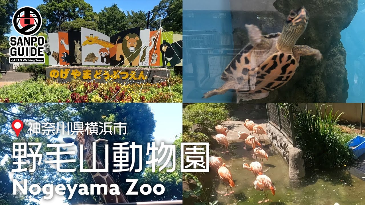 【野毛山動物園①】夏の野毛山動物園を散歩してランチ食べてきた  | 神奈川散歩