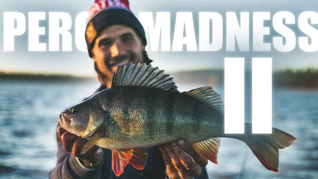 Perch Madness II  - 9 perch over 1,6 kg!!