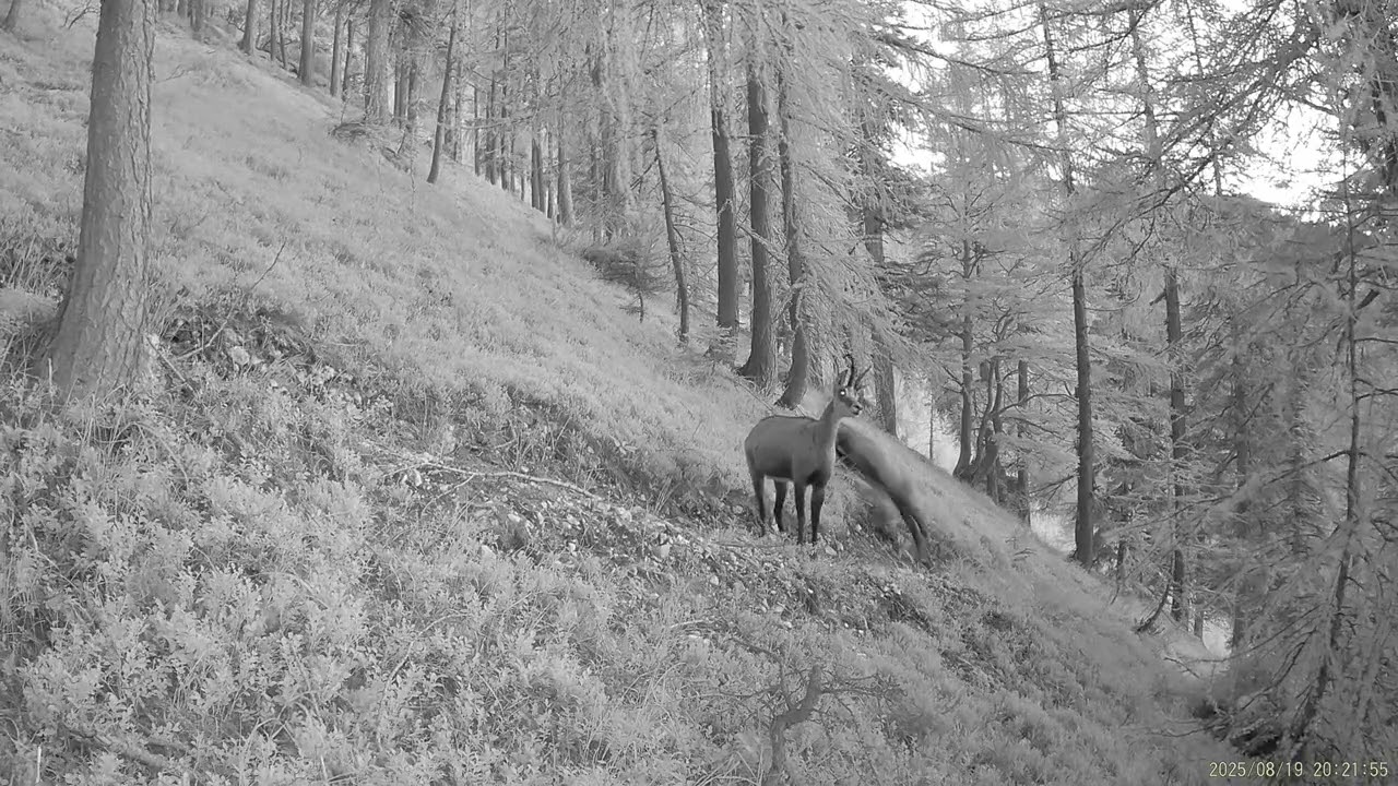 Chamois (Rupicapra rupicapra)
