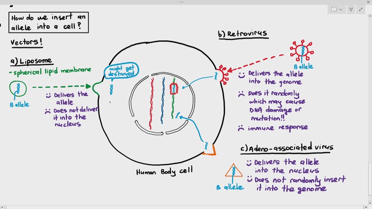19-15 Gene Therapy (Cambridge AS A Level Biology, 9700)