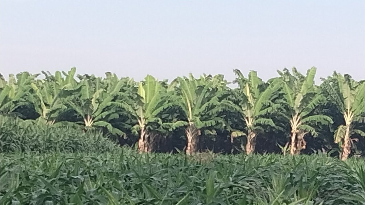 OMSET RATUSAN JUTA HANYA  DENGAN MENANAM PISANG AMBON WARANGAN