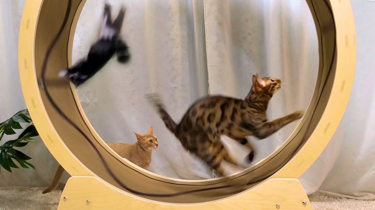 Kitten's first meeting with Exercise WheelㅣDino cat