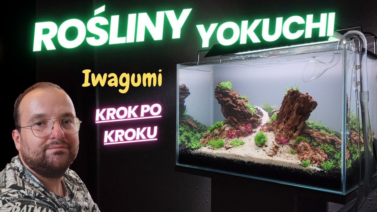 Zakładamy iwagumi 60p używając roślin Yokuchi - Suisei Aquarium Plants
