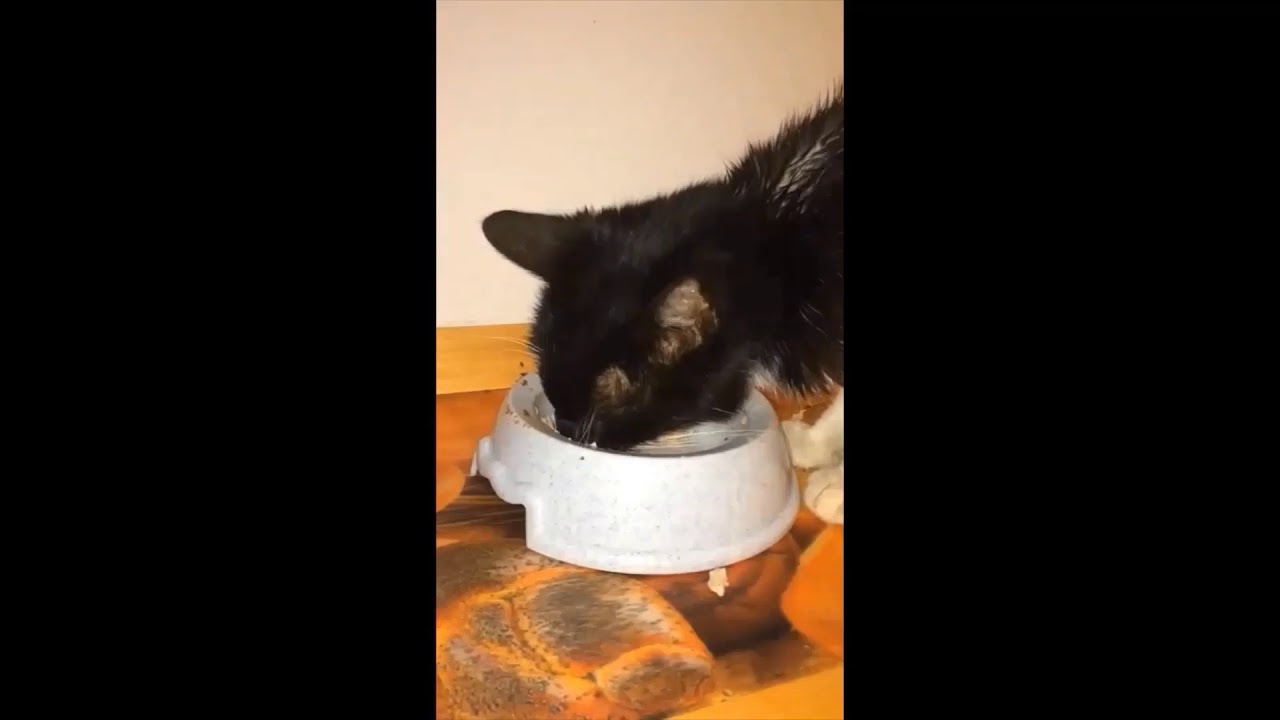 Hinweise auf Zahnschmerzen bei Katzen