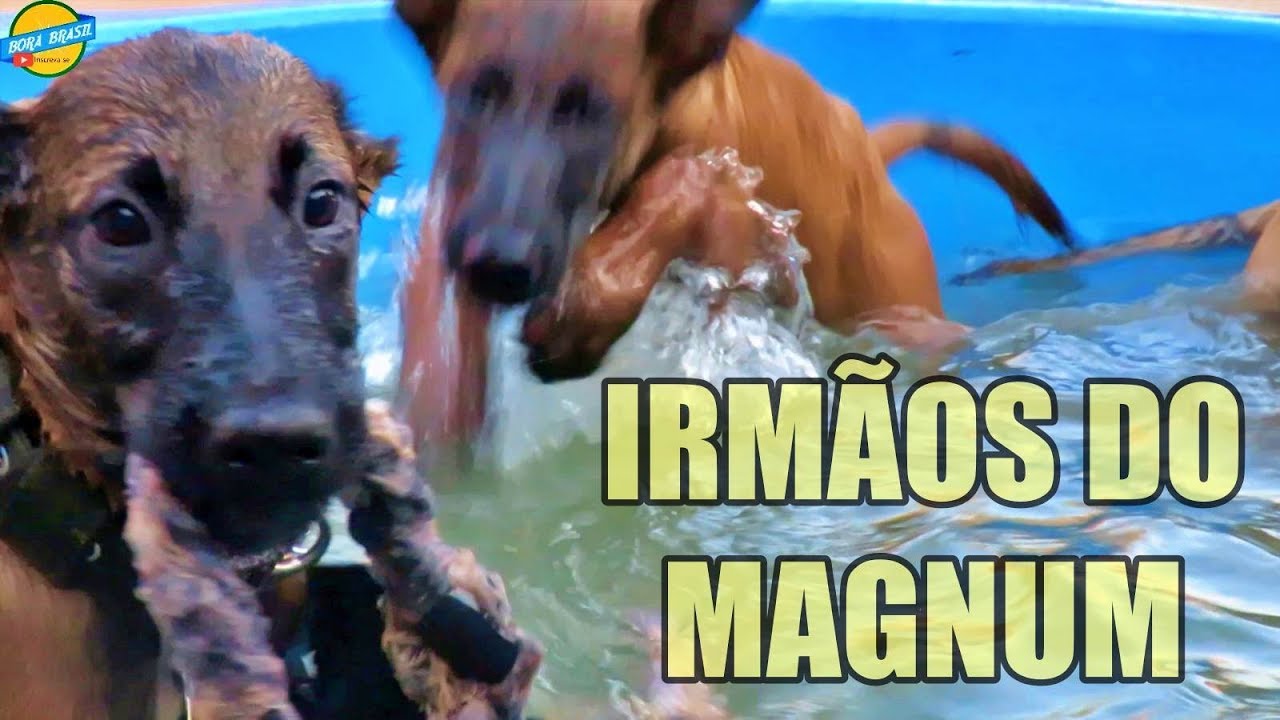 DICAS PARA ADESTRAMENTO EM CASA E OS IRMÃOS DO MAGNUM CHEGARAM COM TUDO