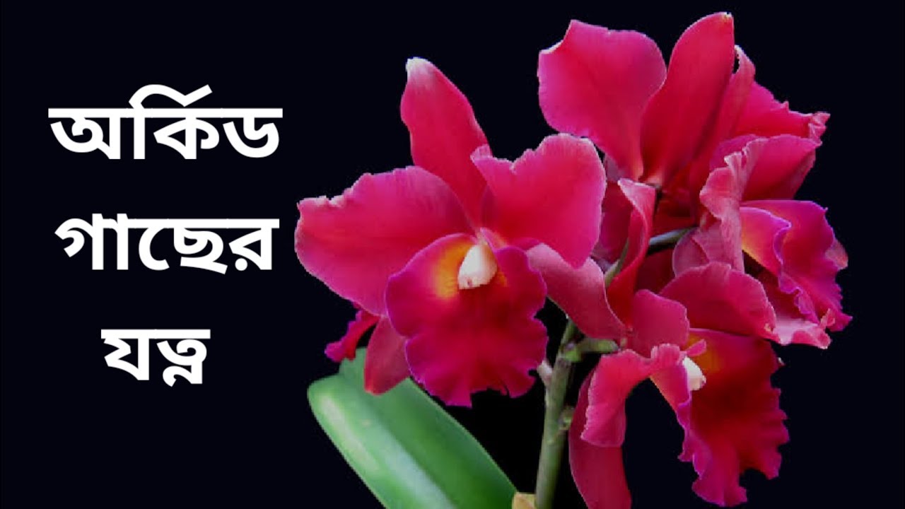 অর্কিড গাছের যত্ন কিভাবে নেবেন?। বাড়িতে অর্কিড গাছ কিভাবে লাগাবেন ? | Whimsy Crafter বাংলা