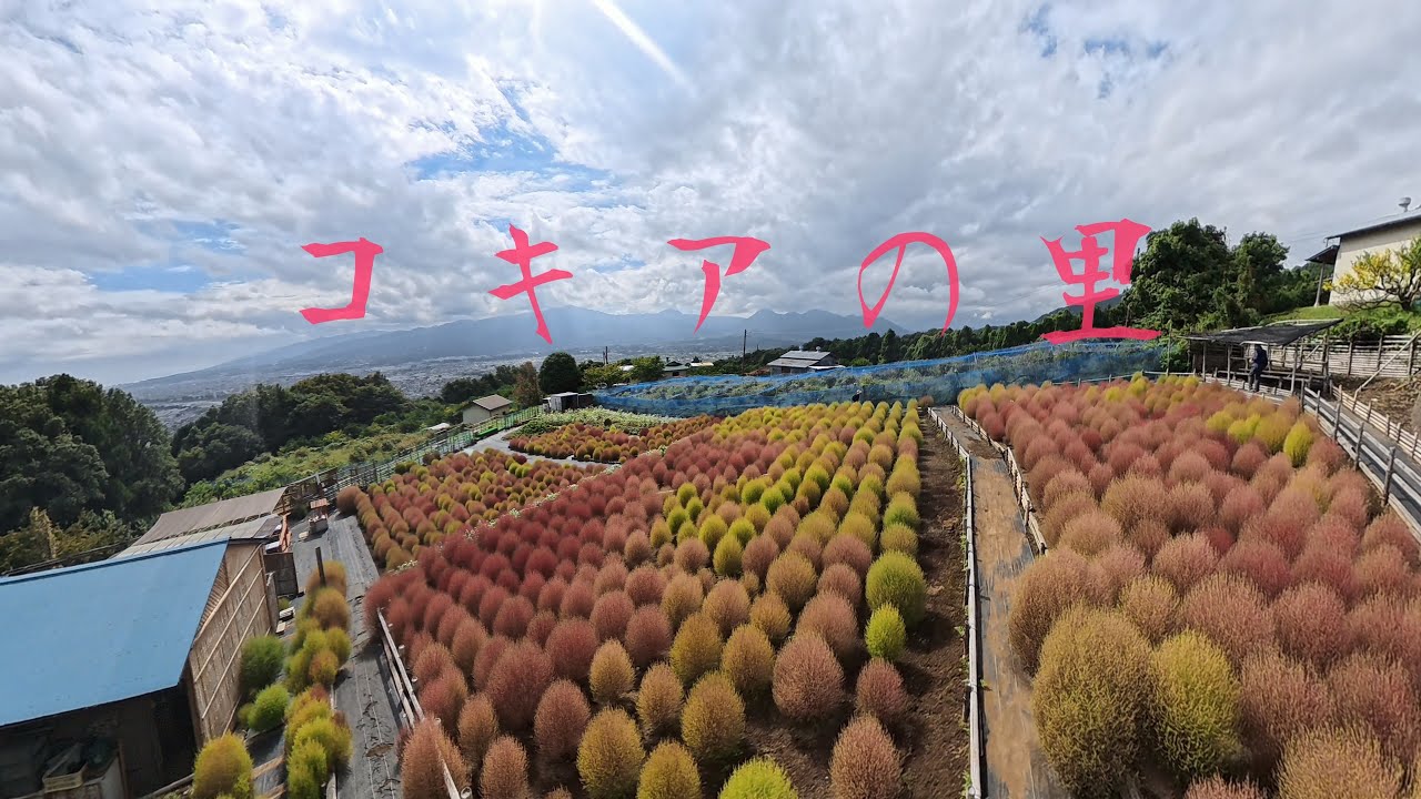 [4K] 眺望抜群♪「 コキアの里」神奈川県松田町 2025.10.5