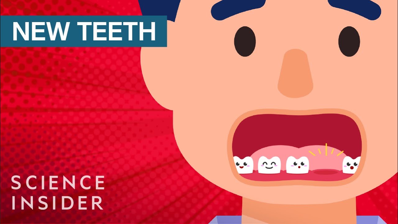 Why Humans Can't Regrow Teeth