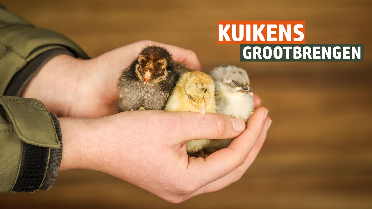 Kuikens opvoeden - Inrichten van een verblijf voor jouw kuikens