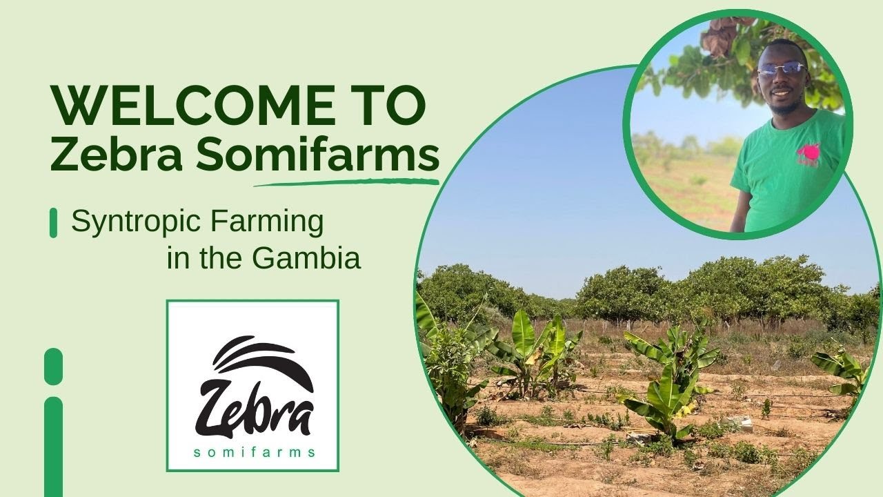 Welcome at Zebra Somifarms in the Gambia