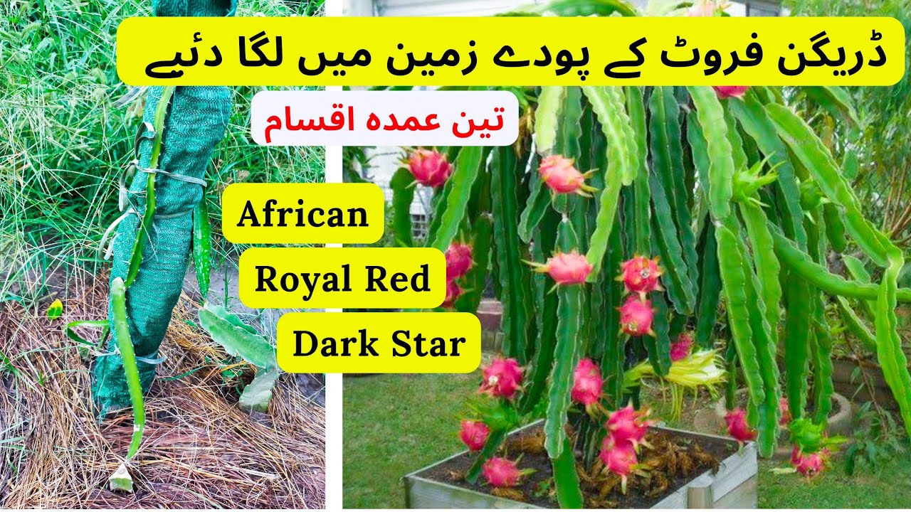 3 Amazing Varieties Of Dragon Fruit | Afirican, Dark Star, Royal Red Dragon Fruit Plants |