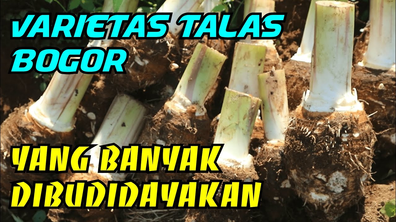 Varietas Baru Talas Bogor yang Banyak Dibudidayakan