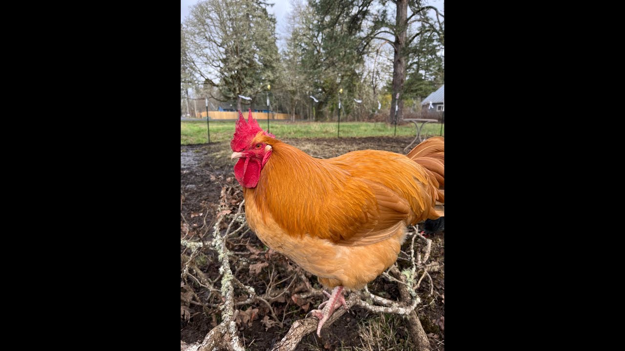 Clucky Chickens Live! Morning Fun With The Chickens ~ Relaxing