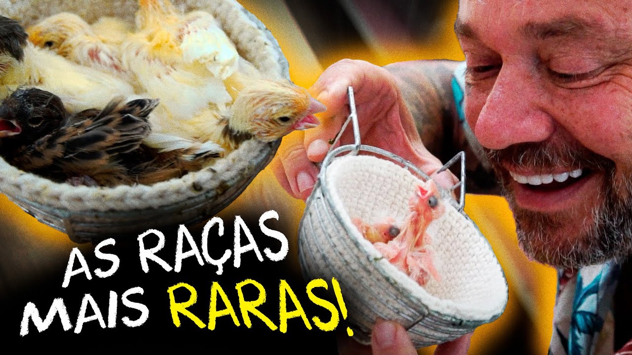 CANÁRIOS DE PORTE: CONHEÇA OS CANÁRIOS QUE NÃO EXISTE NA NATUREZA!