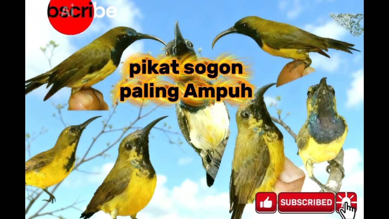 Suara pikat sogon Ampuh, sangat Efektif. @subcribe @KICAU @kicaumanianusantara1332 @kicauku8786 