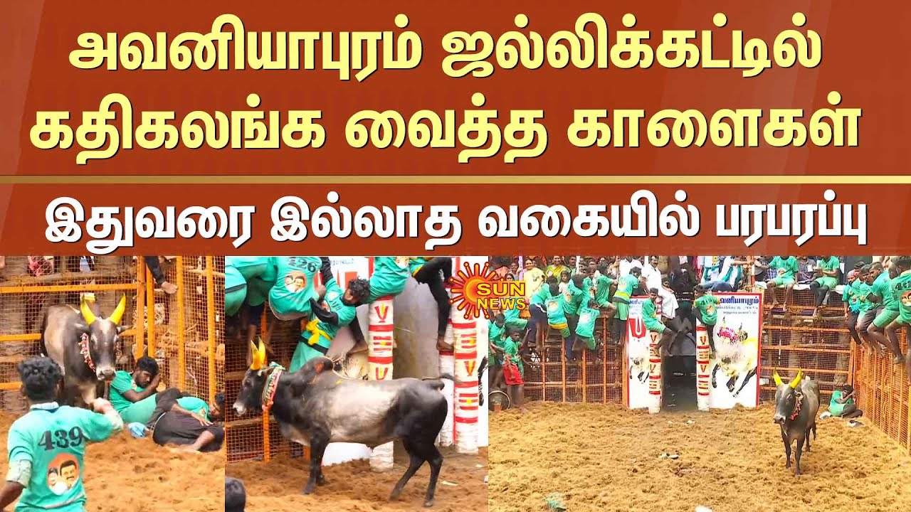 Highlights in Jallikattu | Jallikattu 2025 : Avaniyapuram Jallikattu | Bulls | Sun News