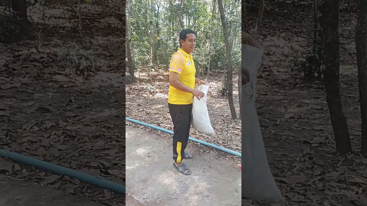 #ลูกยางนา เก็บไปเพาะ  #ธรรมชาติ #ทุ่งนา #เกษตรพอเพียง #เกษตรกร #เกษตรอินทรีย์ #เกษตรผสมผสาน 