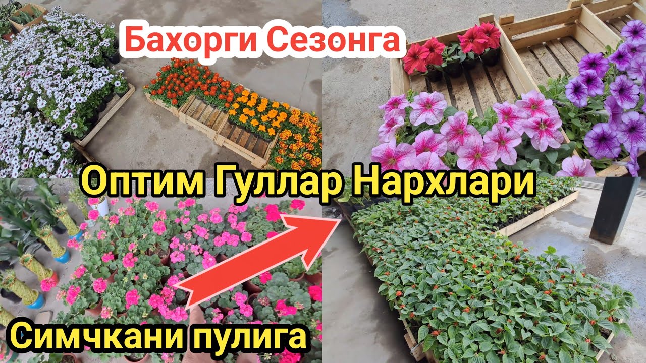 NAMANGAN GULLARI NARXLARI XAR XILIDAN 1000 SOMDAN CHEKLANMAGAN MIQDORDA.