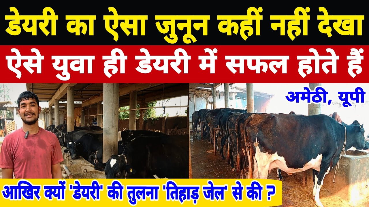8 साल से राकेट 🚀की तरह डेयरी फार्म चलाने का तरीका देखें || #dairy#farm amethi up || dairy farm up ||