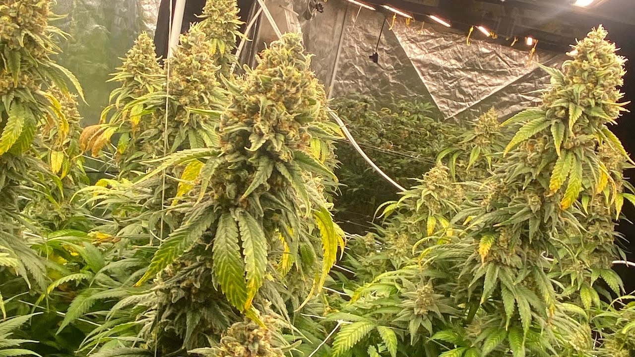 STRAIN REVIEW: Godfather O.G.