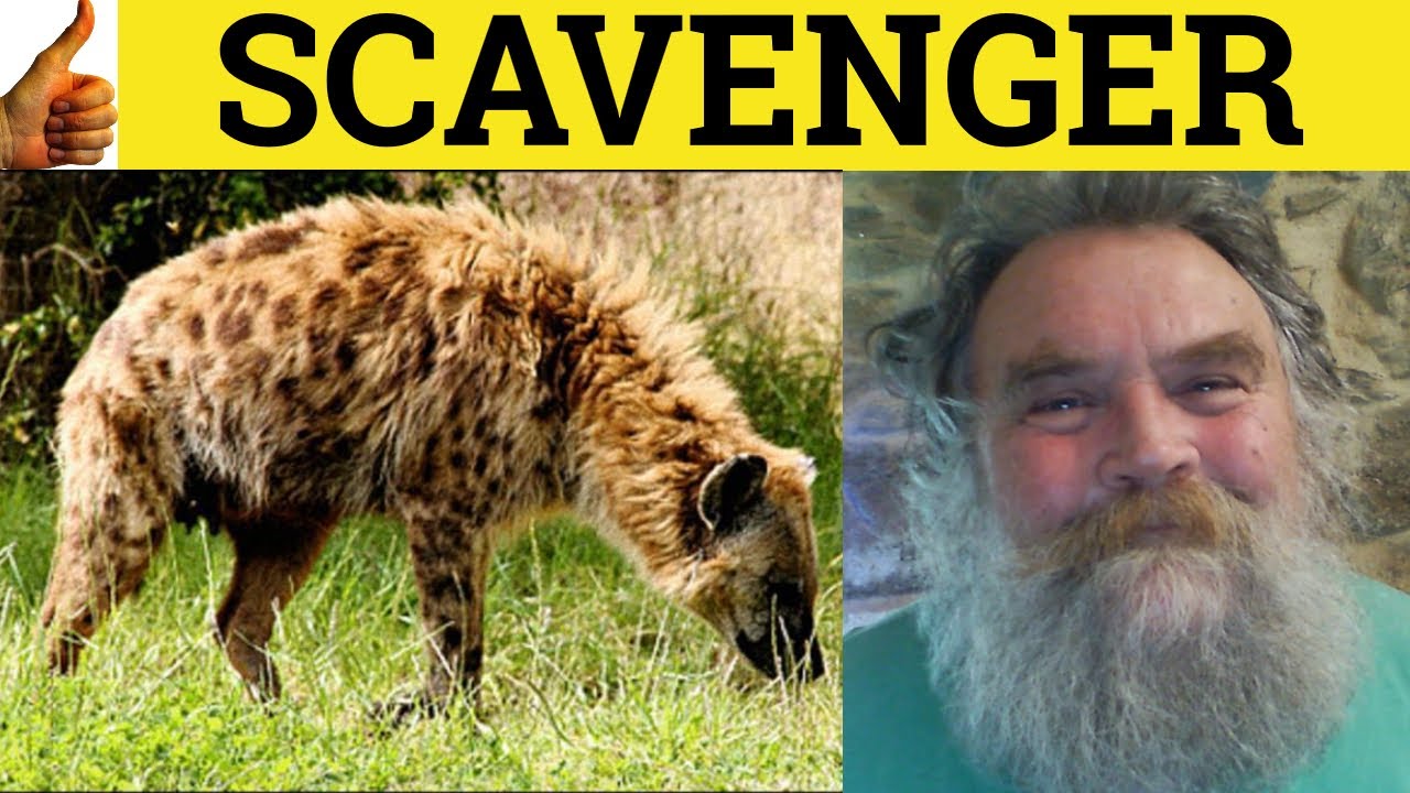 🔵 Scavenger Defined - Scavenge Means - Scavenge Meaning - Scavenger Examples - Scavenger Definition