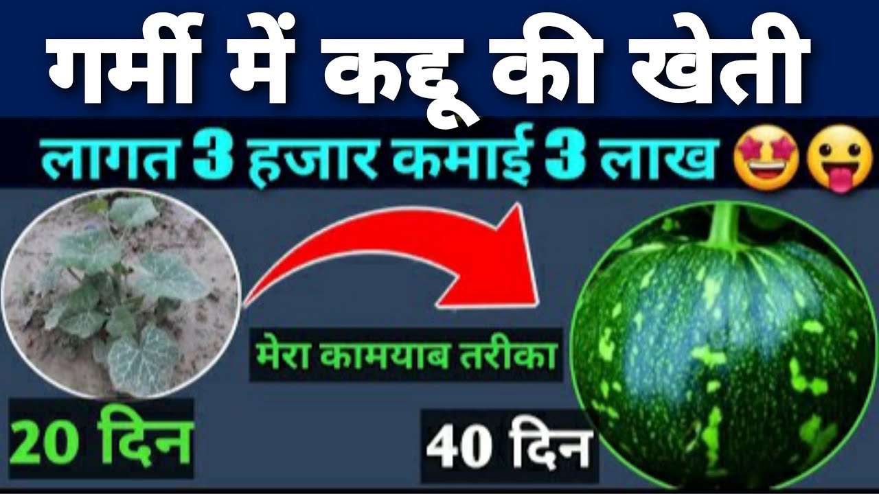 गर्मी में कद्दू की खेती | कद्दू की खेती कैसे करें | कद्दू की खेती की पूरी जानकारी | pumpkin farming